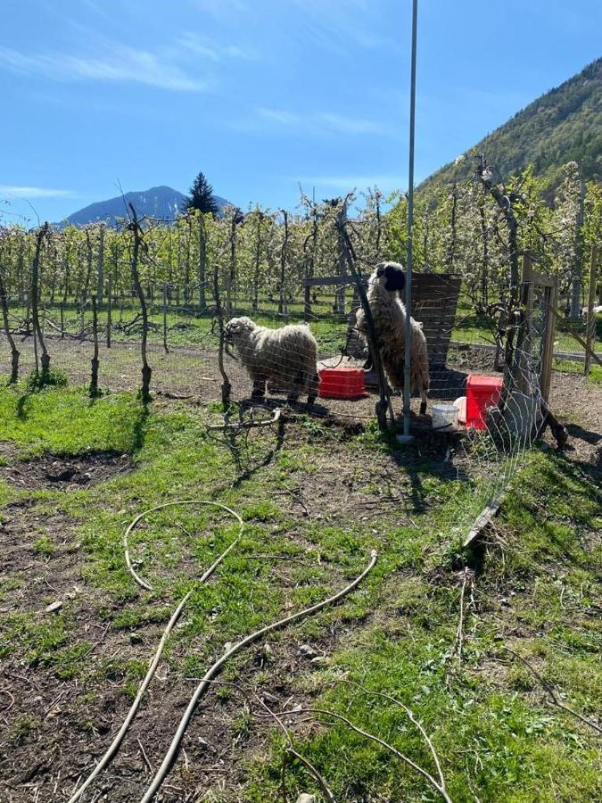 Weingut Bachguetl Apartamento Cermes Exterior foto